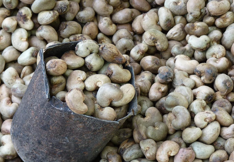 Raw Cashew Nut (RCN)